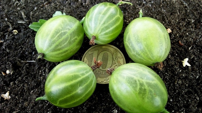 Mid-early green gooseberry variety Malachite