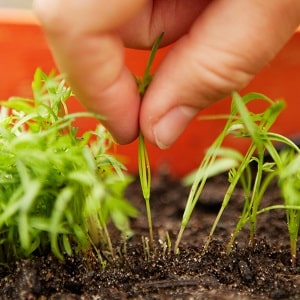 Unpretentious and disease-resistant carrot variety Berlicum Royal