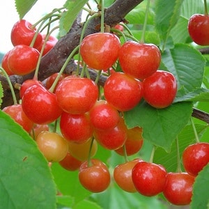 An early ripening cherry variety, Bryansk pink, resistant to cold and disease.