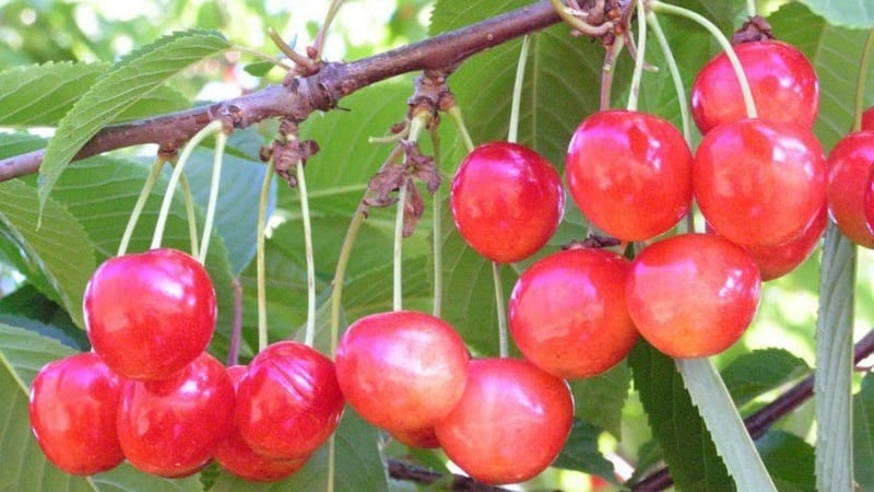 An early ripening cherry variety, Bryansk pink, resistant to cold and disease.