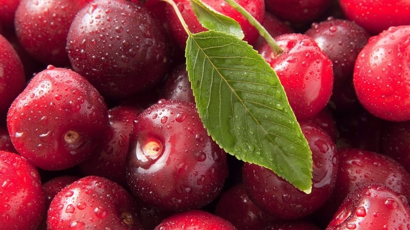 Top best varieties of cherries for Central Russia