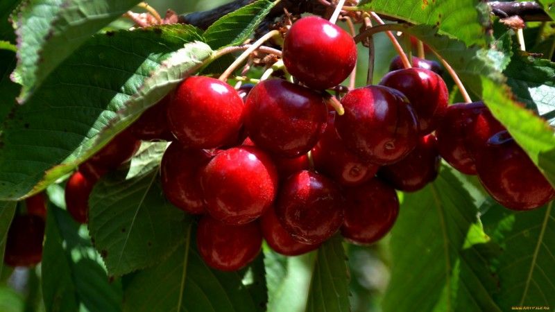 Top best varieties of cherries for Central Russia