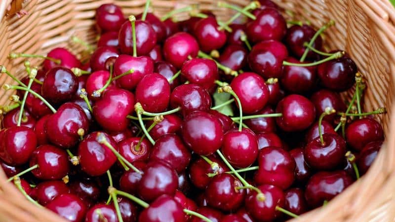 Top best varieties of cherries for Central Russia