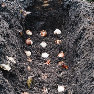 How to grow tulips by March 8