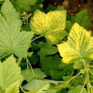 Currant leaves turn yellow in June: why does this happen and what to do in this case