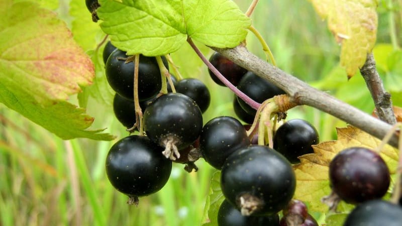 Currant leaves turn yellow in June: why does this happen and what to do in this case
