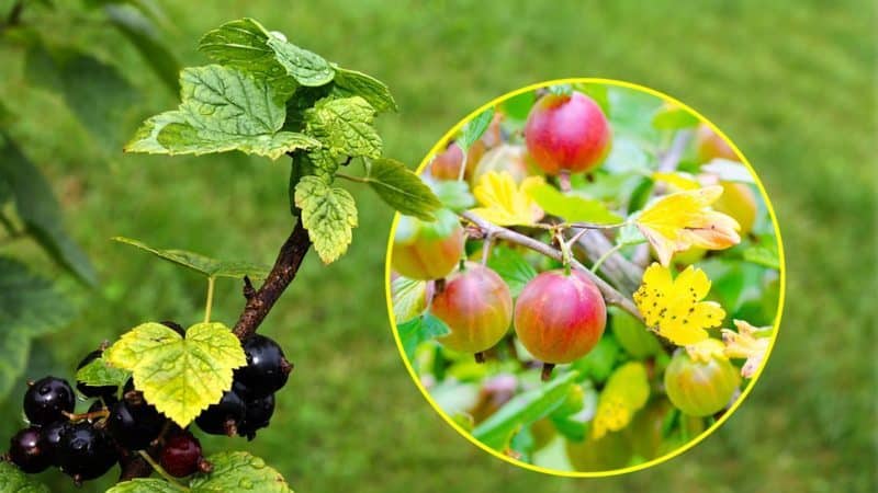 Currant leaves turn yellow in June: why does this happen and what to do in this case