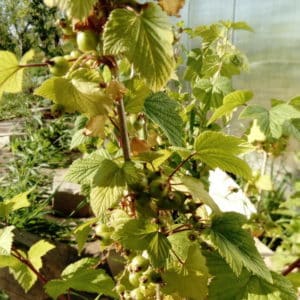 Currant leaves turn yellow in June: why does this happen and what to do in this case