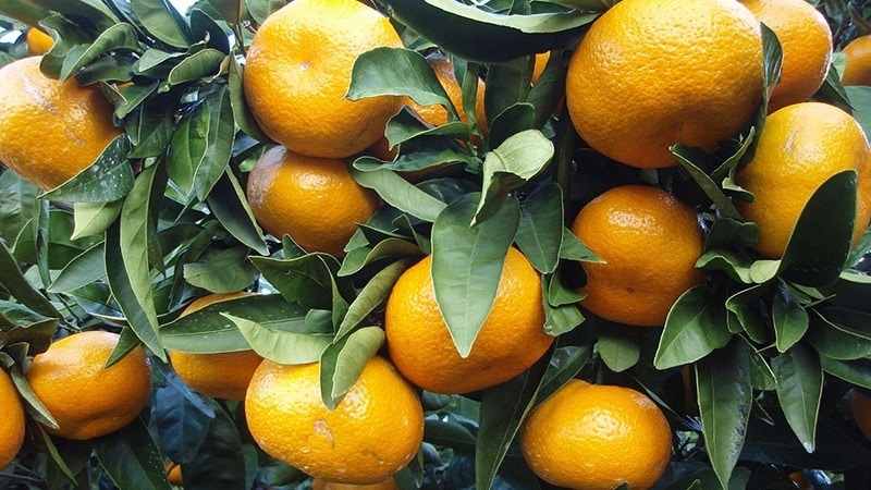 Reasons why tangerine leaves fall and methods of saving the plant