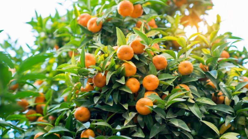 Growing Unshiu mandarin at home