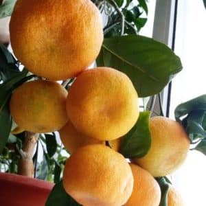 Growing Unshiu mandarin at home