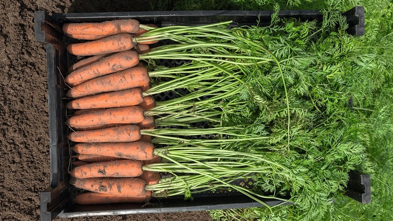 What is the carrot yield per 1 hectare, what does it depend on and how to increase it