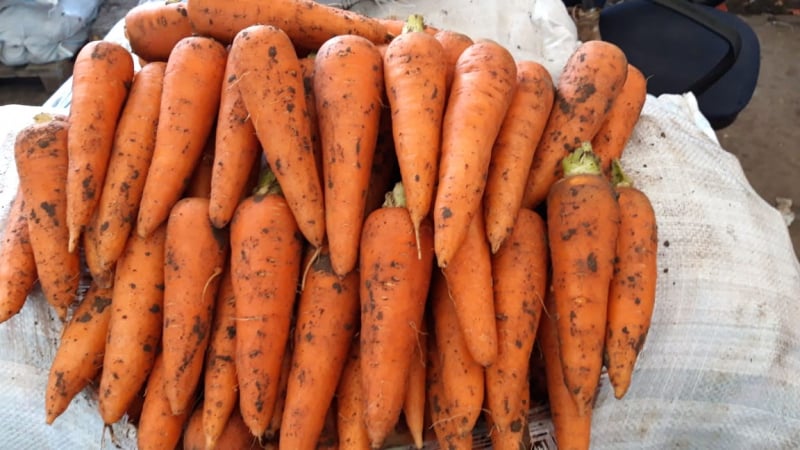 What is the carrot yield per 1 hectare, what does it depend on and how to increase it