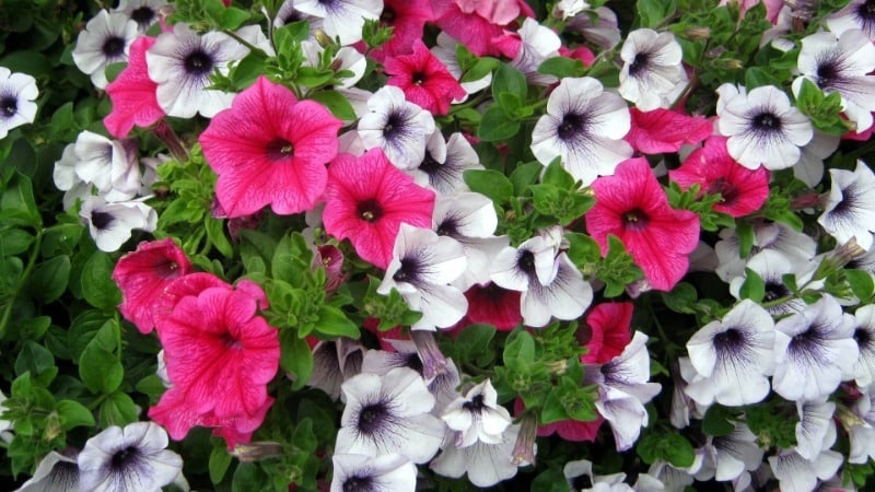 A guide to cutting petunia in the summer for novice gardeners
