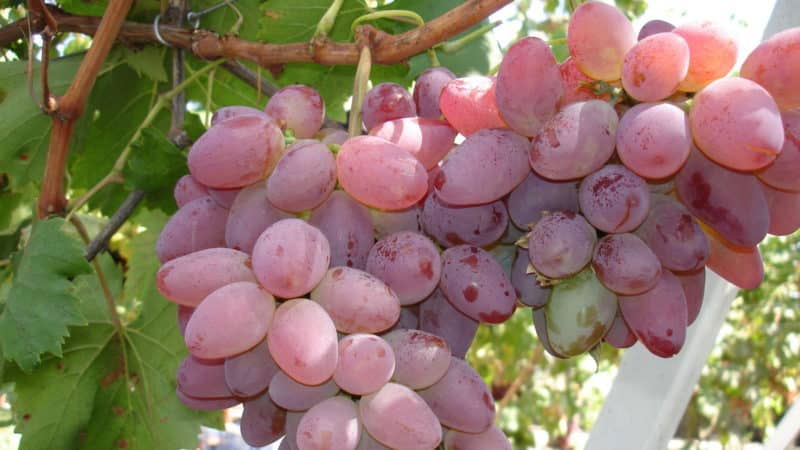 Description of the most delicious grape varieties