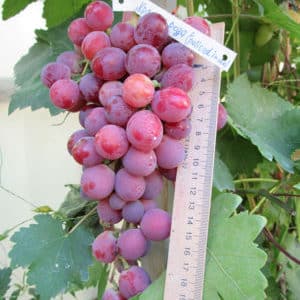 Hybrid grape Red Rose - features of care and cultivation