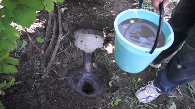 Uncovered grape varieties for the Leningrad region