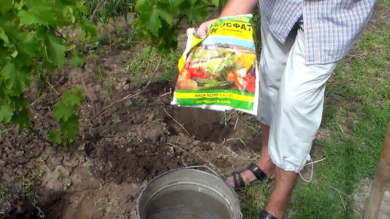 Uncovered grape varieties for the Leningrad region