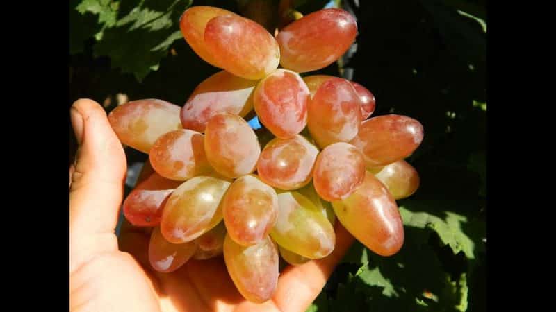 Hybrid grape Red Rose - features of care and cultivation