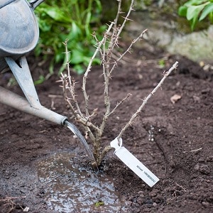 Favorable conditions for growing berries: what kind of soil does gooseberries like and how to properly enrich it