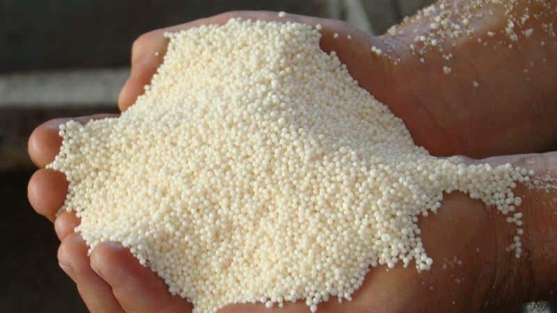 What is the effect of nitrate on wheat and how is it used for fertilizer?