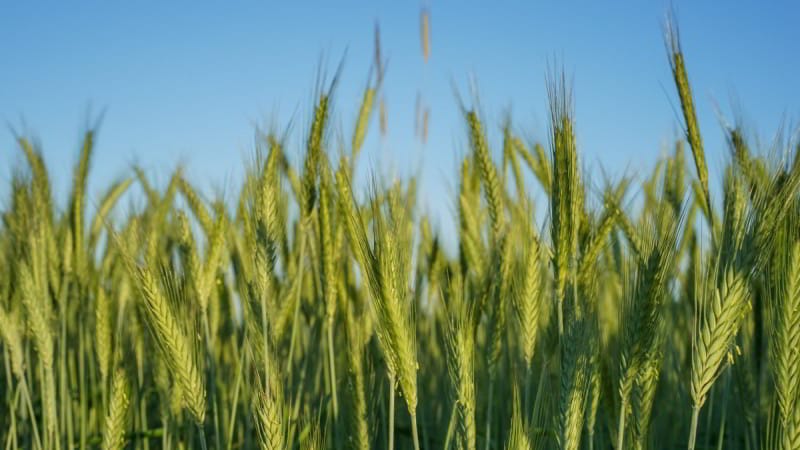 What is the effect of nitrate on wheat and how is it used for fertilizer?