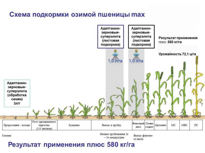 What is the effect of nitrate on wheat and how is it used for fertilizer?
