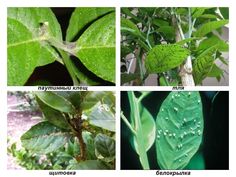 Pests and diseases of lemon: treatment and prevention at home