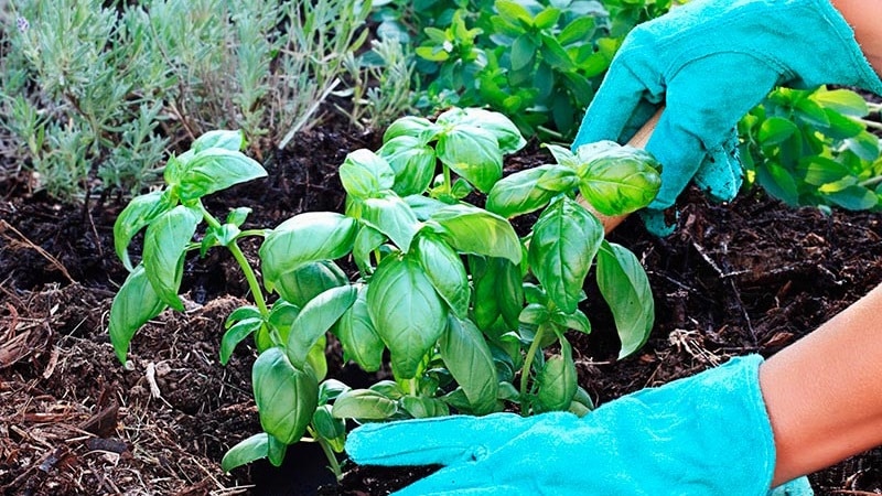 Aromatic basil variety Basilisk for marinades and fresh salads