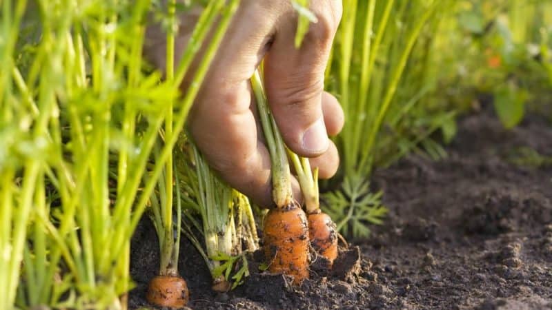 What to do if carrots burst and crack in the garden, and why this happens
