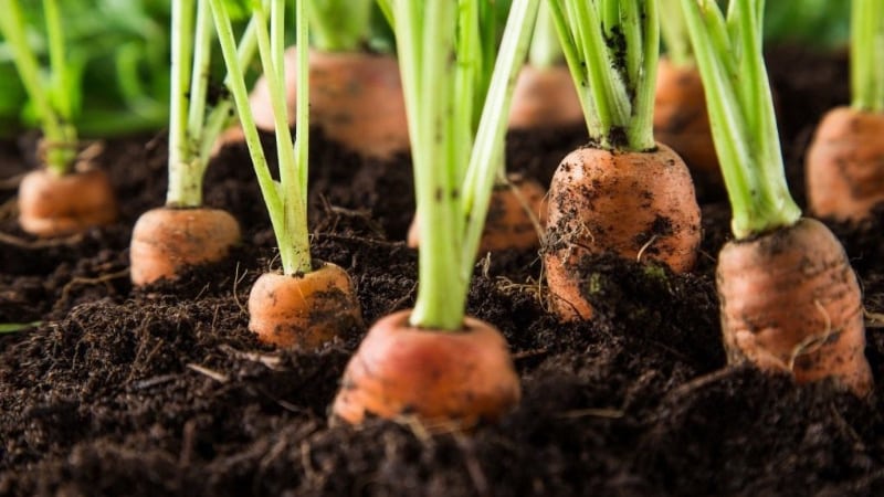 Optimal timing for harvesting carrots in the Urals