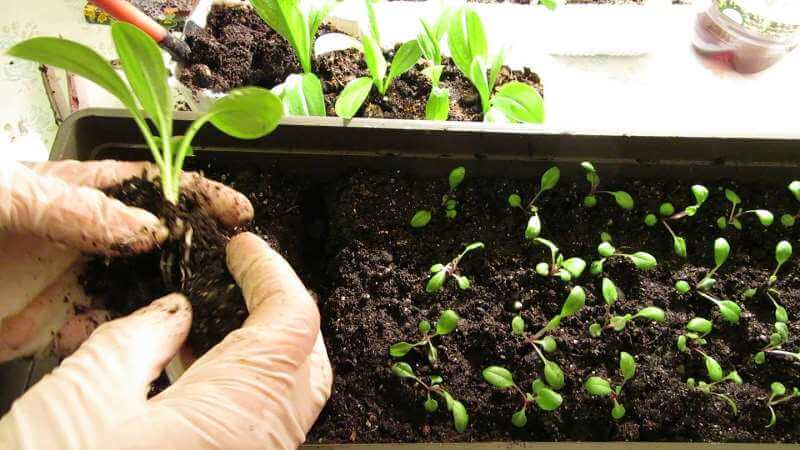 Growing petunia at home and in open ground: necessary conditions, planting, care