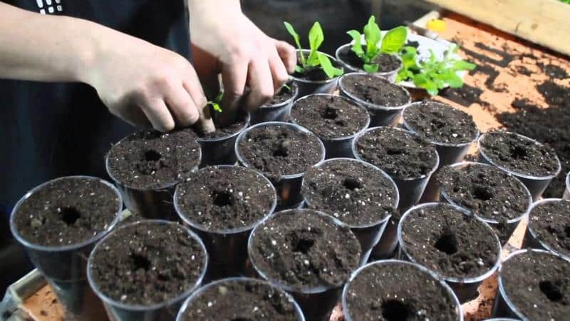 Growing petunia at home and in open ground: necessary conditions, planting, care