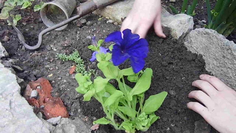 Growing petunia at home and in open ground: necessary conditions, planting, care