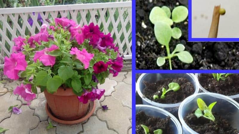 Growing petunia at home and in open ground: necessary conditions, planting, care