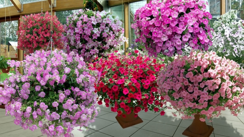 Growing petunia at home and in open ground: necessary conditions, planting, care