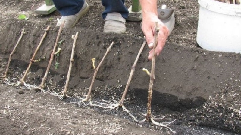 Uncovered grape varieties for the Leningrad region