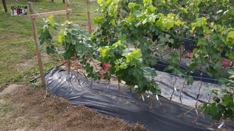 A very popular and tasty grape variety: Riesling.