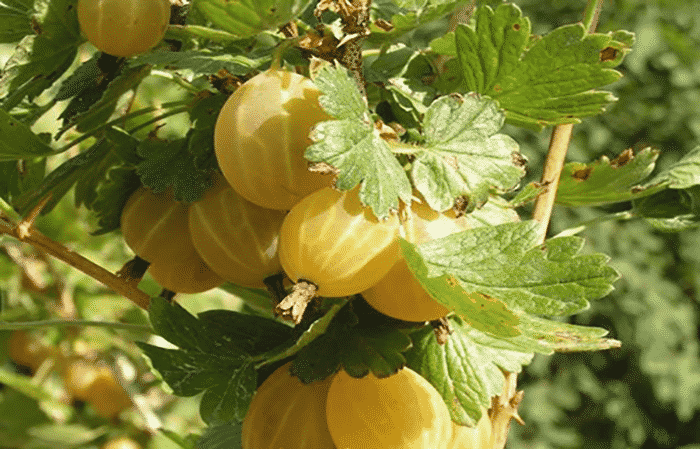 Early ripening gooseberry variety Dzintars Kursu