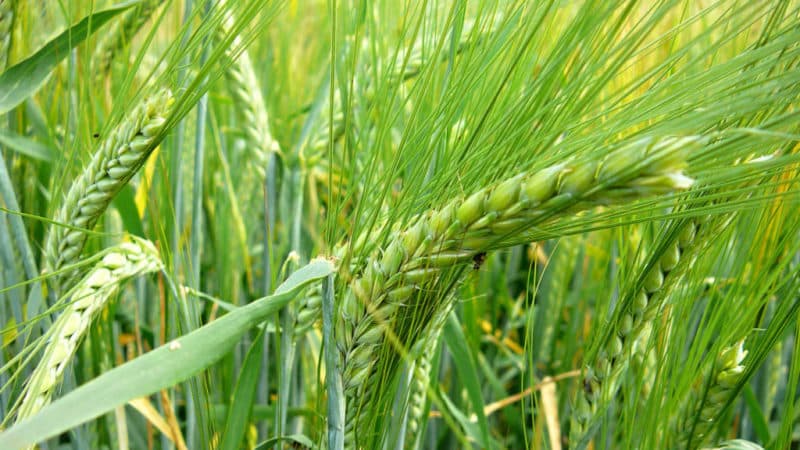 Characteristics of barley varieties: Dostoyny, Duncan, Harlem and others
