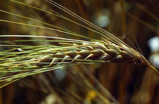 Characteristics of barley varieties: Dostoyny, Duncan, Harlem and others