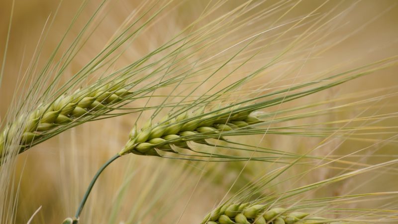 Characteristics of barley varieties: Dostoyny, Duncan, Harlem and others