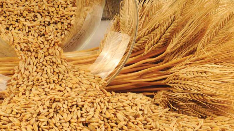 Characteristics of barley varieties: Dostoyny, Duncan, Harlem and others