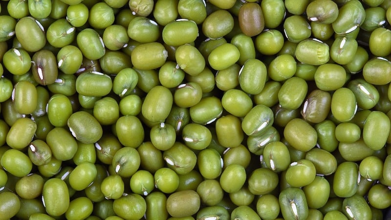 Green mung beans - what are they and how are they useful?