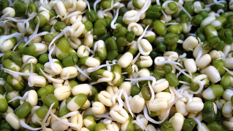 Green mung beans - what are they and how are they useful?