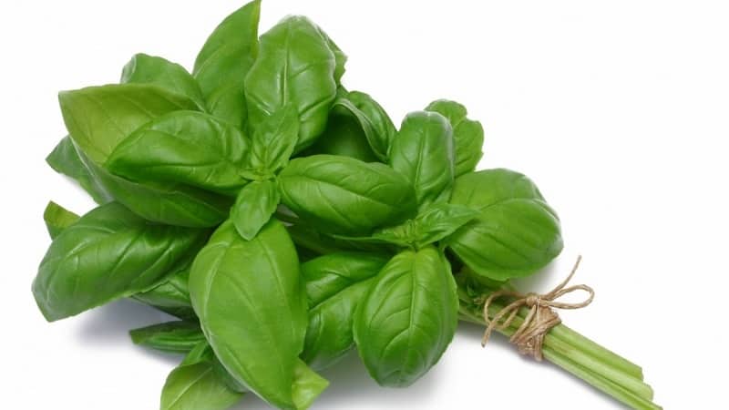 Green basil - benefits and harm