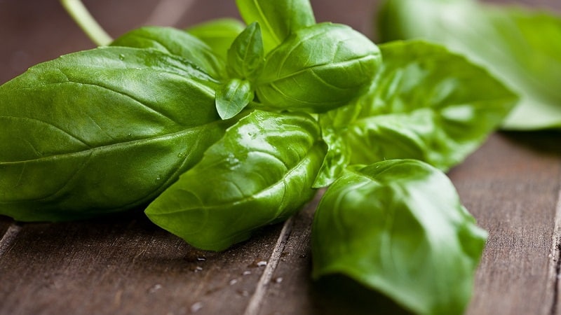 Green basil - benefits and harm