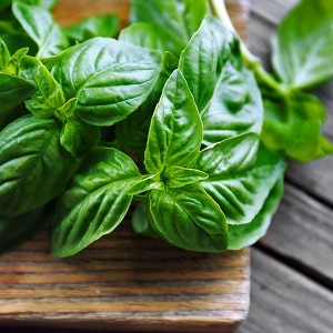 Green basil - benefits and harm