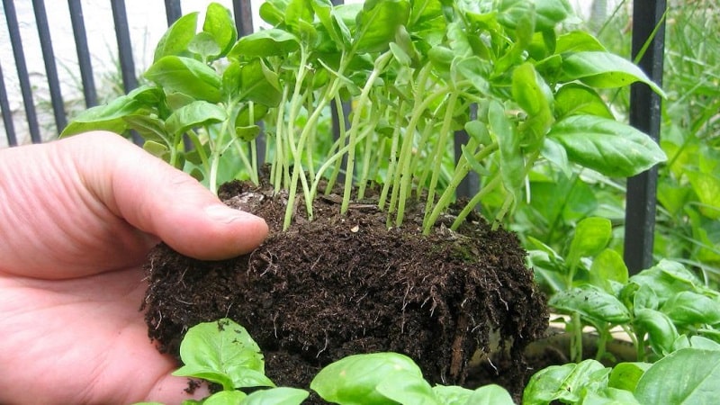 Green basil - benefits and harm