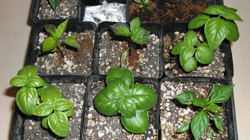 Green basil - benefits and harm